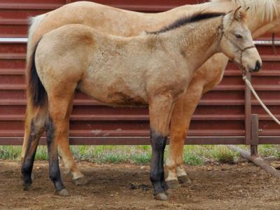 Whiskey Up Birch JW <BR> AQHA 6096620